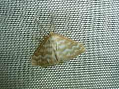 Idaea sericeata