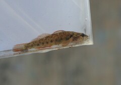 Corrugated Darter photo 5