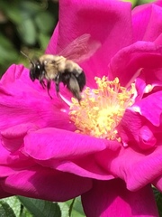 Anthophora bomboides