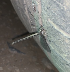 Ascaloptynx appendiculata