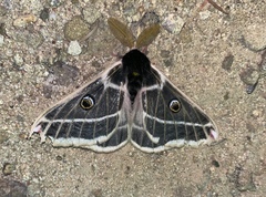Agapema homogena