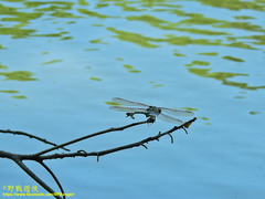 Sinictinogomphus clavatus