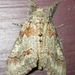 Sharp-lined Tussock Moth - Photo (c) joannerusso, some rights reserved (CC BY-NC), uploaded by joannerusso