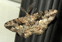 Hypomecis externaria