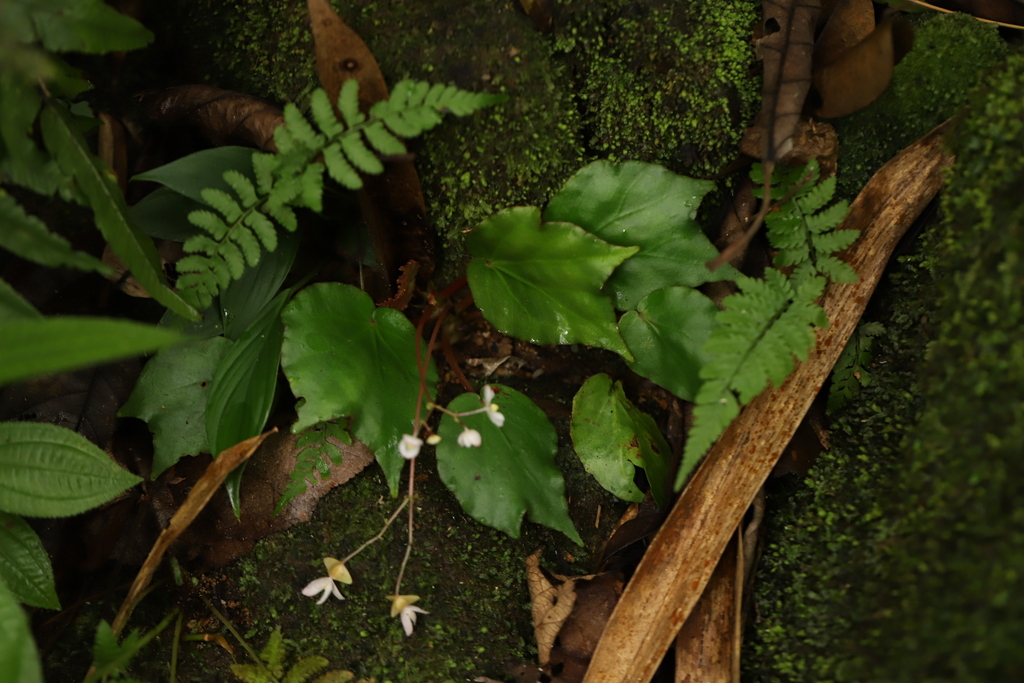 Begonia kemumuensis
