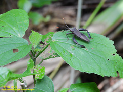 Pseudomictis obtusispinus