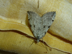 Aplocera corsalta