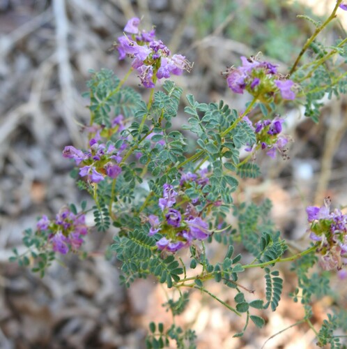 Image of Dalea frutescens by (c) saltyhiker, some rights reserved (CC BY)