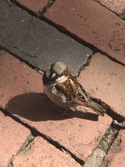 Passer domesticus