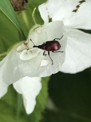 Merhynchites wickhami