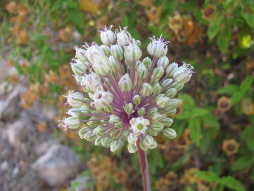 Image of Allium ampeloprasum by (c) Nachman bones, some rights reserved (CC BY)