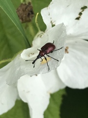 Merhynchites wickhami