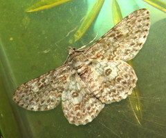 Cleora sabulata