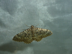 Cataclysme dissimilata