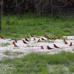 Rosy Bee-Eater photo 4