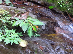 Begonia longirostris