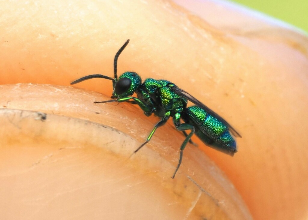 Chrysidea pumila