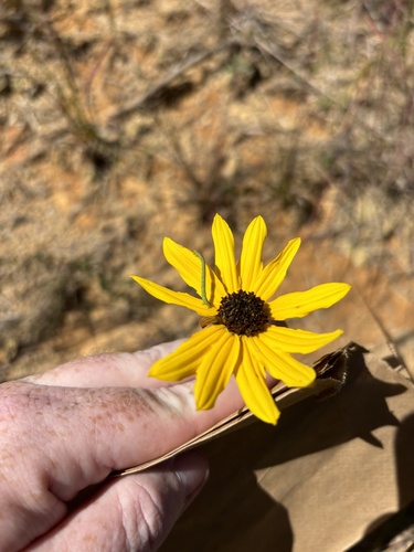 Image of Helianthus atrorubens by (c) Scott Cave, some rights reserved (CC BY)
