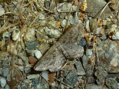 Sardocyrnia bastelicaria