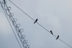 Hirundo rustica