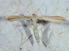 Hellinsia kellicottii