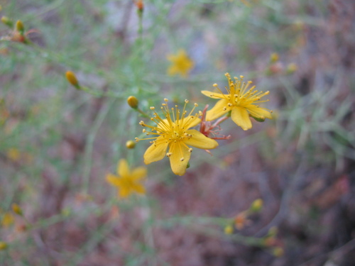 Hypericum triquetrifolium (Hypericum triquetrifolium)