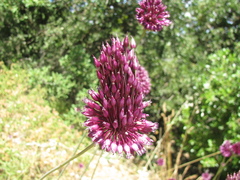 Allium phanerantherum, photograph (c) Nachman bones, some rights reserved (CC BY)