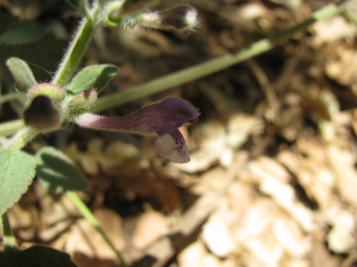Scutellaria brevibracteata, photograph 5