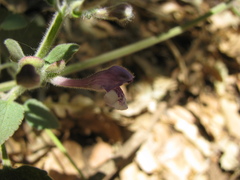 (c) Nachman bones, some rights reserved (CC BY) Scutellaria brevibracteata, photograph (c) Nachman bones, some rights reserved (CC BY)