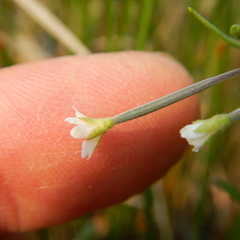 Epilobium davuricum