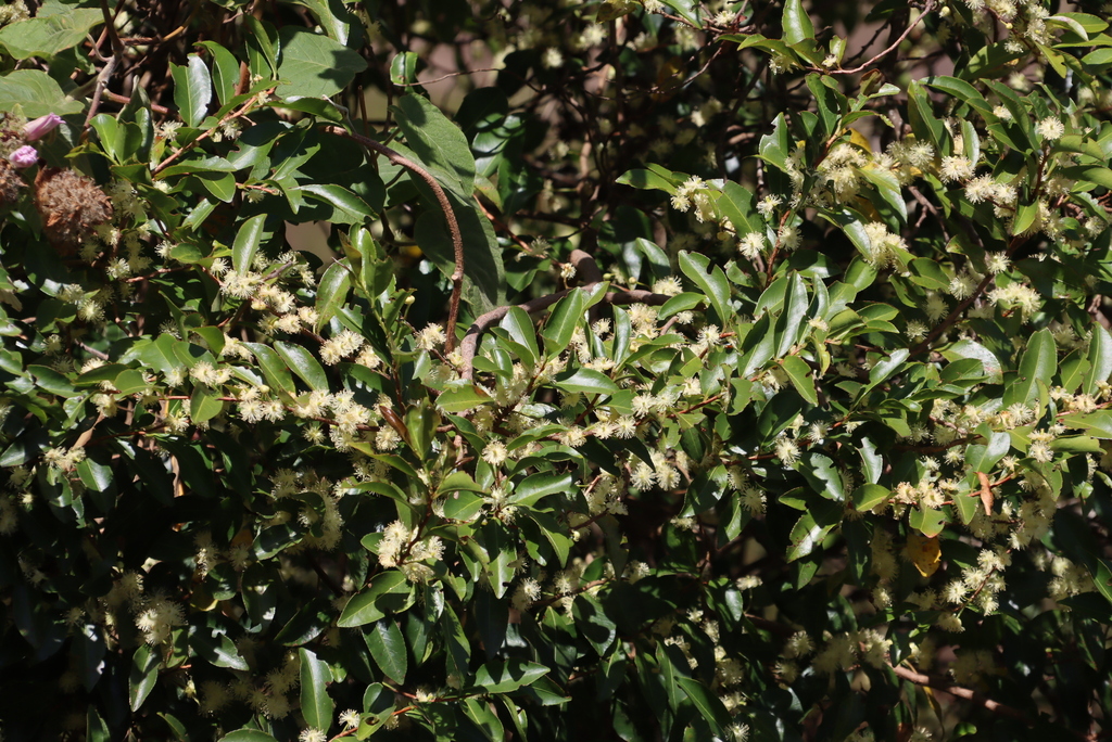 Albinoberry (Aphloia theiformis)