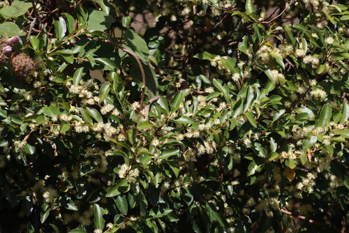 Albinoberry (Aphloia theiformis)