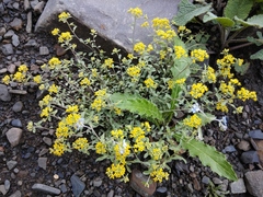 Odontarrhena muralis