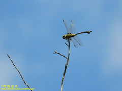 Sinictinogomphus clavatus