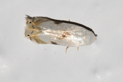 Opostegidae