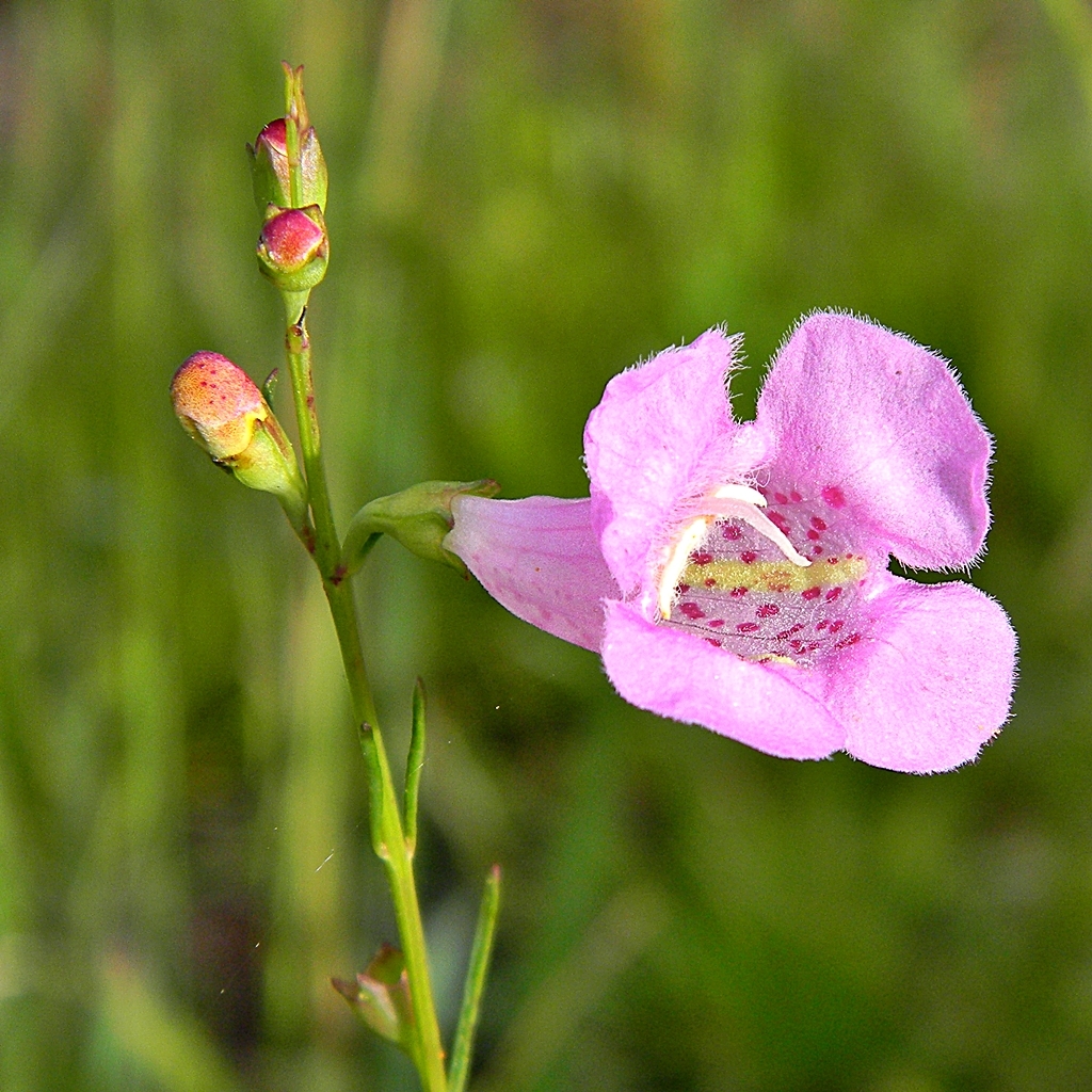 Agalinis fasciculata