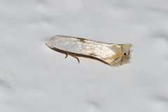 Opostegidae