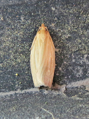 Clepsis clemensiana