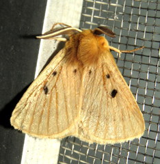 Anthela ocellata