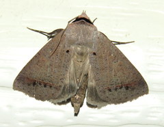 Pantydia capistrata