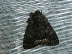Catephia alchymista