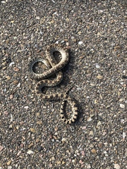 Pituophis catenifer sayi