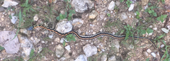 Thamnophis cyrtopsis ocellatus
