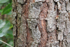 Ips grandicollis