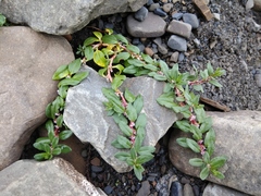 Polygonum alpestre