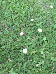 Bellis perennis