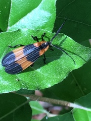 Calopteron reticulatum