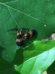 Calopteron reticulatum