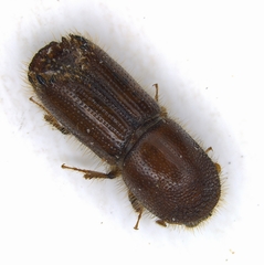 Ips grandicollis
