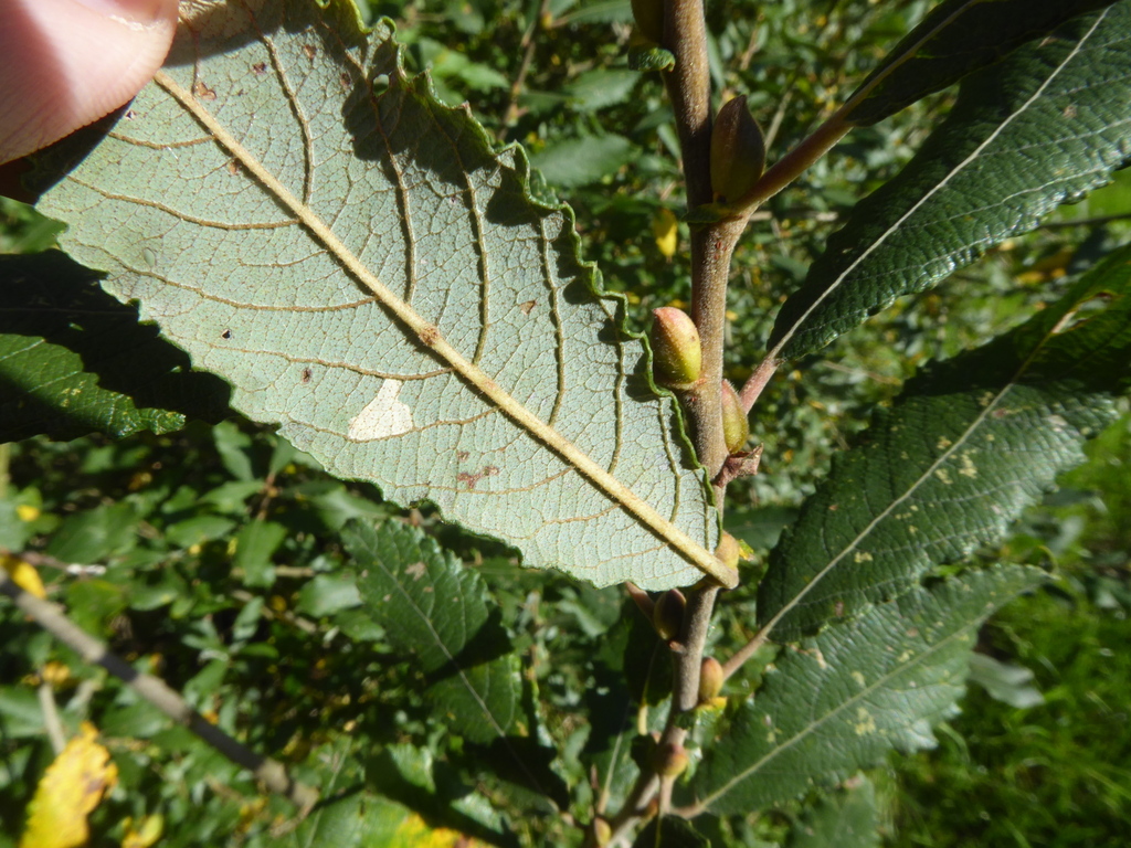 Rabdophaga nervorum